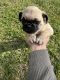 Pug Puppies for sale in Perris, California. price: $580