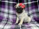 Pug Puppies for sale in Lakeland, Florida. price: $1,150