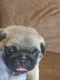 Pug Puppies for sale in Edgerton, WI 53534, USA. price: $1,200