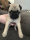 Pug Puppies for sale in Wixom, Michigan. price: $600