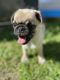 Pug Puppies for sale in South Gate, California. price: $500