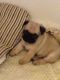 Pug Puppies for sale in Pearsall, TX 78061, USA. price: $450