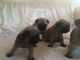 Pug Puppies for sale in Thornton, CO, USA. price: NA