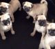 Pug Puppies for sale in Wilmington, NC, USA. price: NA