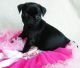 Pug Puppies for sale in Clearwater, FL, USA. price: $500