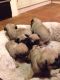 Pug Puppies for sale in Laredo, TX, USA. price: NA