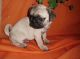Pug Puppies for sale in Edgerton, WI 53534, USA. price: $600