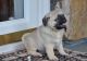 Pug Puppies for sale in Wilmington, NC, USA. price: NA
