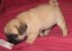 Pug Puppies for sale in Fontana, CA, USA. price: NA