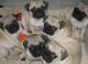 Pug Puppies for sale in Poliçan, Albania. price: 200 ALL