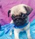 Pug Puppies for sale in Janesville, WI, USA. price: $300
