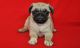 Pug Puppies for sale in Austin St, Corpus Christi, TX, USA. price: NA