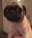 Pug Puppies for sale in Pearland, TX 77584, USA. price: NA