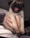 Pug Puppies for sale in Round Rock, TX 78664, USA. price: $500