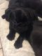 Pug Puppies for sale in Tempe, AZ, USA. price: NA