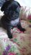 Pug Puppies for sale in Tempe, AZ, USA. price: NA