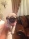 Pug Puppies for sale in San Marcos, TX, USA. price: NA