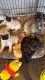 Pug Puppies for sale in El Segundo, CA 90245, USA. price: NA