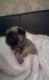 Pug Puppies for sale in Susanville, CA, USA. price: NA