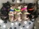 Pug Puppies for sale in Knoxville, TN, USA. price: NA