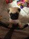 Pug Puppies for sale in National Ave, Big Bend, WI 53103, USA. price: $400
