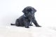 Pug Puppies for sale in Brownfield, TX 79316, USA. price: NA