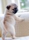 Pug Puppies for sale in TX-121, Blue Ridge, TX 75424, USA. price: NA