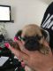 Pug Puppies for sale in Elgin, TX 78621, USA. price: NA
