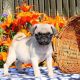 Pug Puppies for sale in Black River Falls, WI 54615, USA. price: NA