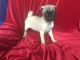 Pug Puppies for sale in Salt Lake City, UT 84150, USA. price: NA
