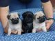 Pug Puppies for sale in Grand Rapids, MI, USA. price: NA