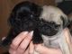 Pug Puppies for sale in Grand Rapids, MI, USA. price: NA
