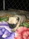 Pug Puppies for sale in Fontana, CA 92335, USA. price: NA