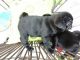 Pug Puppies for sale in Salt Lake City, UT 84101, USA. price: NA