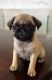 Pug Puppies for sale in Irving, TX, USA. price: NA