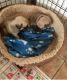 Pug Puppies for sale in Southaven, MS, USA. price: $500