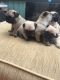 Pug Puppies for sale in Grand Rapids, MI 49516, USA. price: NA