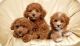 Top Quality miniature poodles puppies