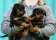 Pug Puppies for sale in Clearwater, FL, USA. price: NA