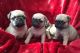 Pug Puppies for sale in Tulsa, OK 74135, USA. price: NA