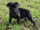 Pug Puppies for sale in Lake Carolyn Pkwy, Irving, TX 75039, USA. price: NA
