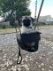 Pug Puppies for sale in Norman, OK, USA. price: NA