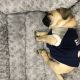 Pug Puppies for sale in Norman, OK, USA. price: NA