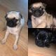 Pug Puppies for sale in Greeley, CO, USA. price: $900