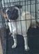 Pug Puppies for sale in Bay City, TX 77414, USA. price: NA