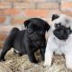 Pug Puppies Ready to go now