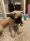 Pug Puppies for sale in Commerce City, CO, USA. price: $800