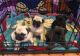 Pug Puppies for sale in Round Rock, TX, USA. price: NA