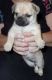 Pug Puppies for sale in Wyoming, MI, USA. price: NA