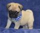 Pug Puppies for sale in Knoxville, TN, USA. price: NA